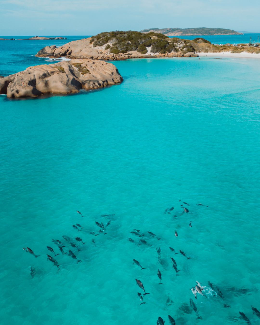A drone captures dolphins swimming in the clear turquoise waters of Twilight Beach in Esperance, an unforgettable moment during our Esperance trip