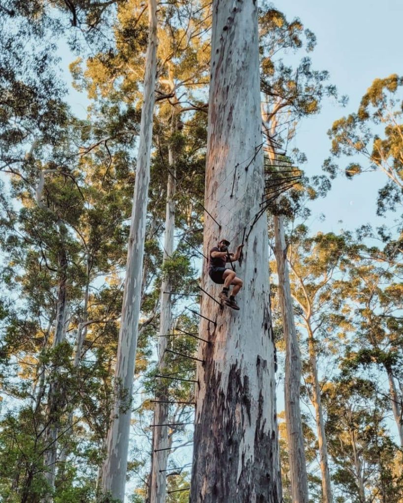 Person climbing the Dave Evans Bicentennial Tree in Pemberton, Western Australia, a towering tree with platforms high above the ground.