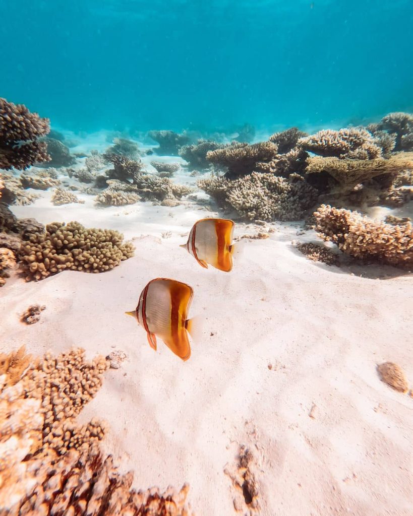 Two fishes with white and orange colours swimming around the corals of the Ningaloo Reef in Exmouth, Western Australia