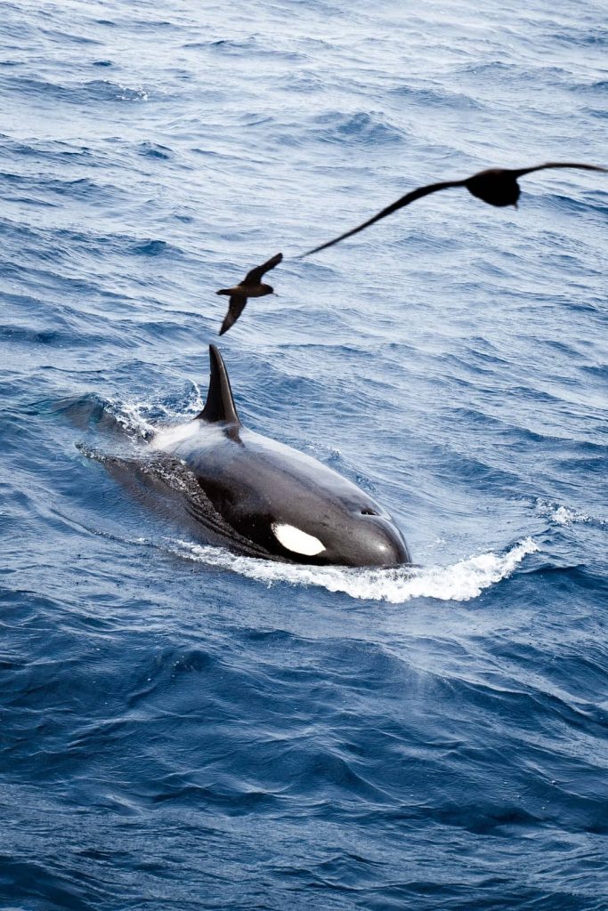A killer whale on the ocean surface, with two birds flying above, capturing a moment of marine and avian interaction in Bremer Bay, Western Australia