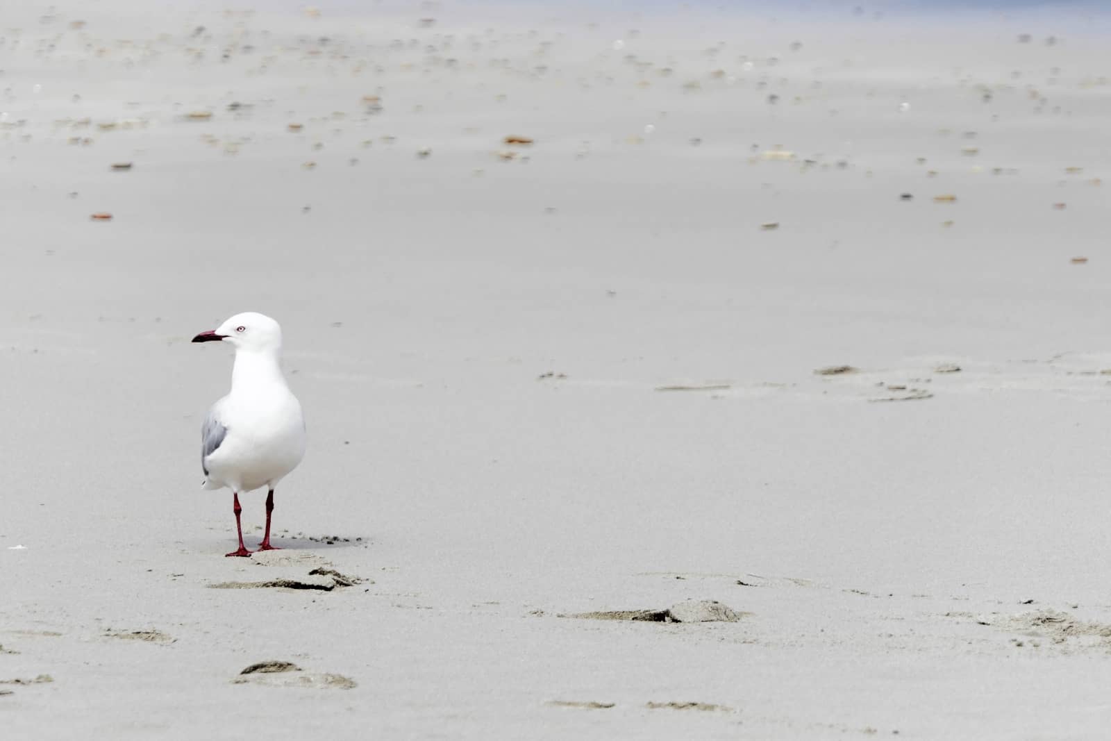 Close-up of a seagull standing alone on the smooth, pale sand at Port Vincent beach during a Yorke Peninsula road trip.