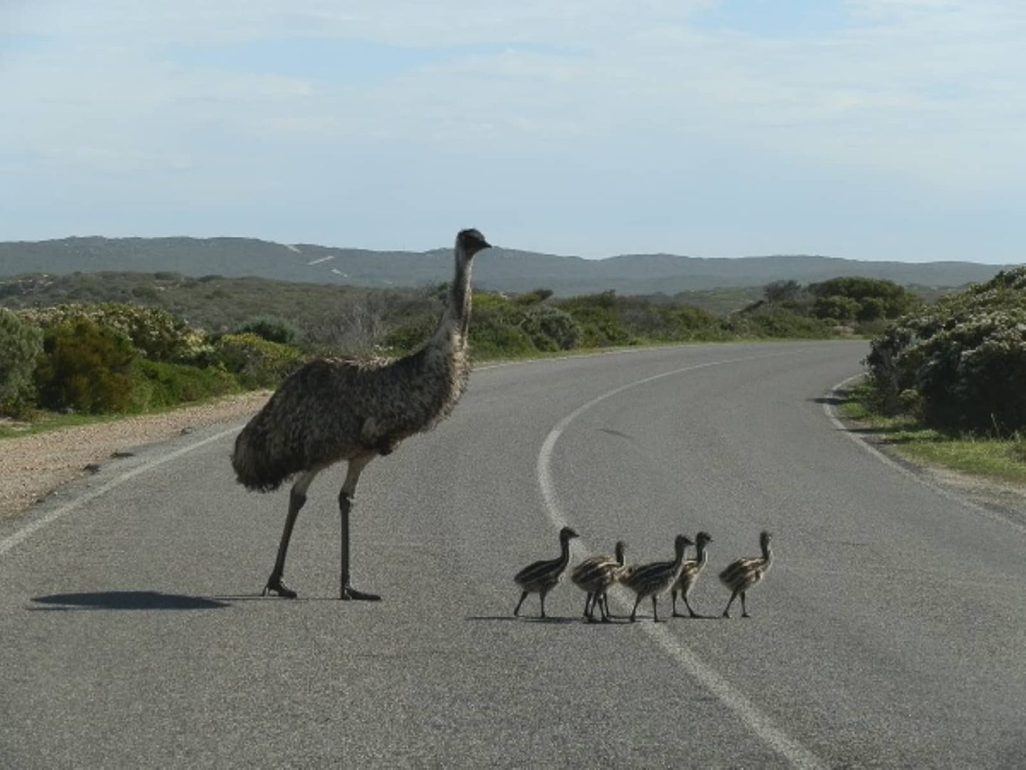 An emu and five chicks crossing the road in Innes National Park, surrounded by native scrub and distant hills during a Yorke Peninsula road trip.