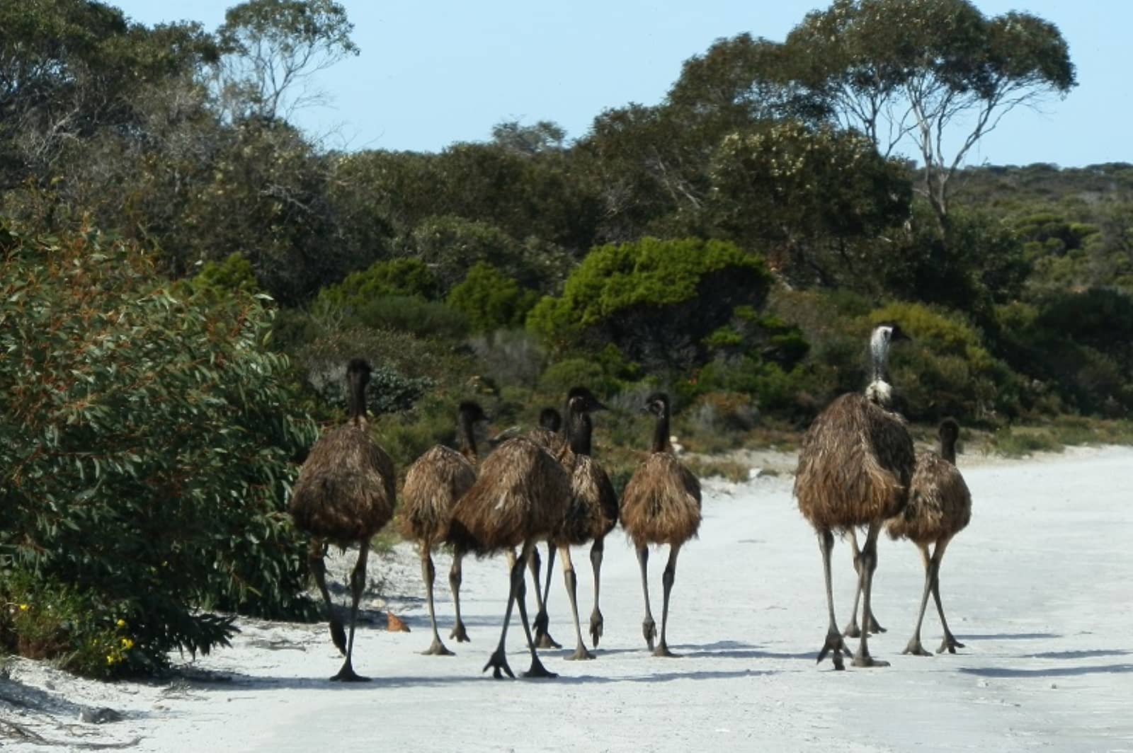 A group of emus walking away along a white sandy track surrounded by native bushland, spotted during a Yorke Peninsula road trip.
