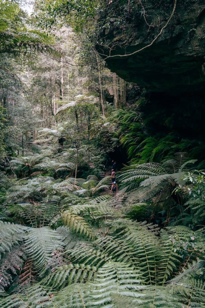 Thick ferns surround a narrow trail beneath a large rock overhang with hikers visible in the distance along the Grand Canyon Track in Blue Mountains. The path curves through dense bushland.