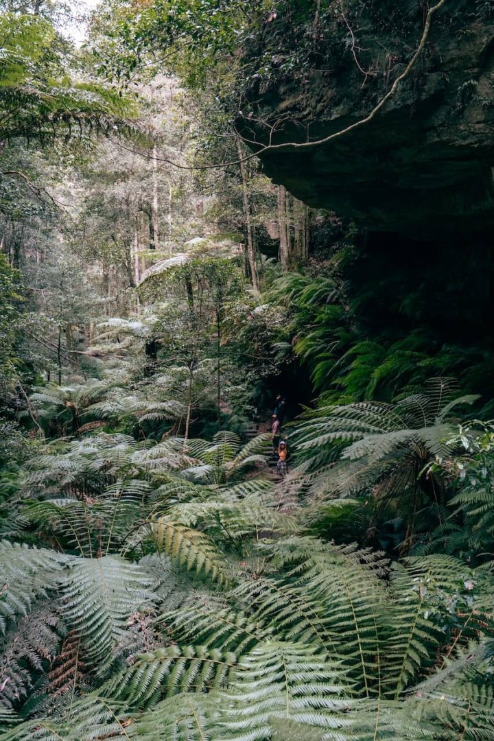 Dense ferns fill the foreground as a narrow trail winds beneath a rocky overhang along the Grand Canyon Track in Blue Mountains. A hiker walks along the shaded path.