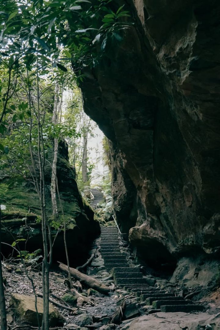 Stone steps climb through a narrow passage between towering rock walls covered in greenery along the Grand Canyon Track in Blue Mountains. Tall trees and filtered light create a cool shaded atmosphere.