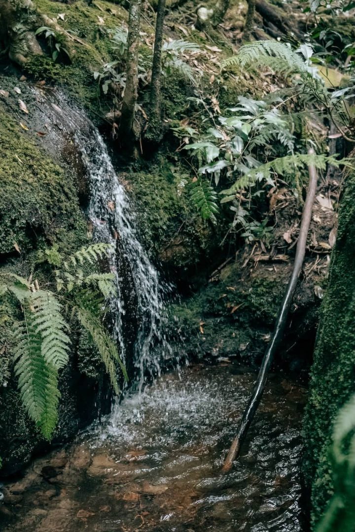 A small waterfall trickles over mossy rocks into a shallow creek surrounded by dense greenery along the Grand Canyon Track in Blue Mountains. Ferns and damp stone walls frame the quiet forest setting.