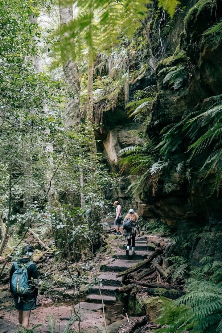 Hikers walk up a forest trail with stone steps surrounded by lush vegetation and rock walls along the Grand Canyon Track in Blue Mountains. Backpacks and casual clothing suggest a day hike.