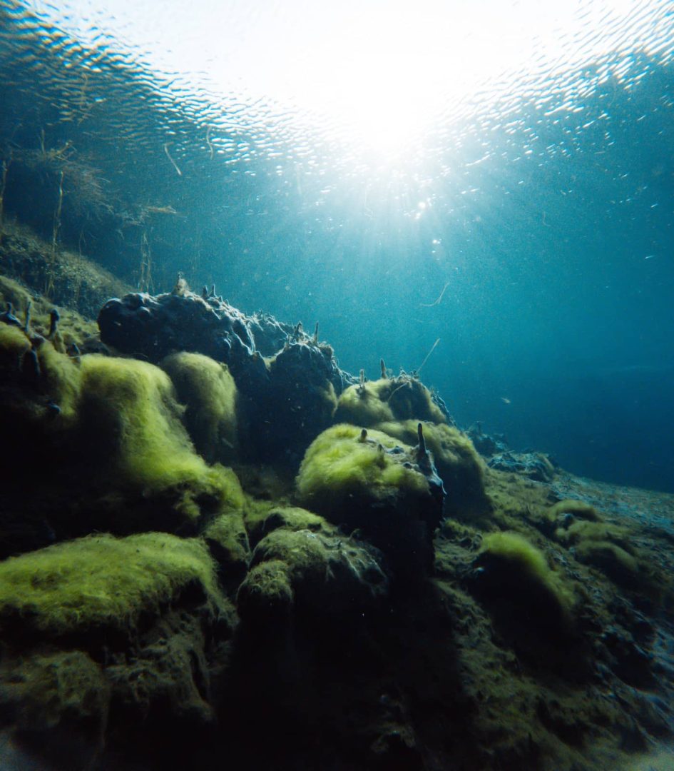 Sunlight pierces through clear blue water, illuminating moss-covered rocks in Ewens Ponds, an underwater scene found on the Melbourne to Perth road trip.