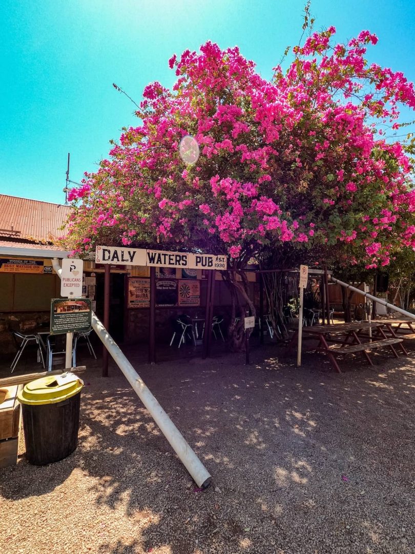 The Daly Waters Pub covered in pink bougainvillea under a bright blue sky, one of the quirkiest and most colourful stops on a Melbourne to Darwin road trip.