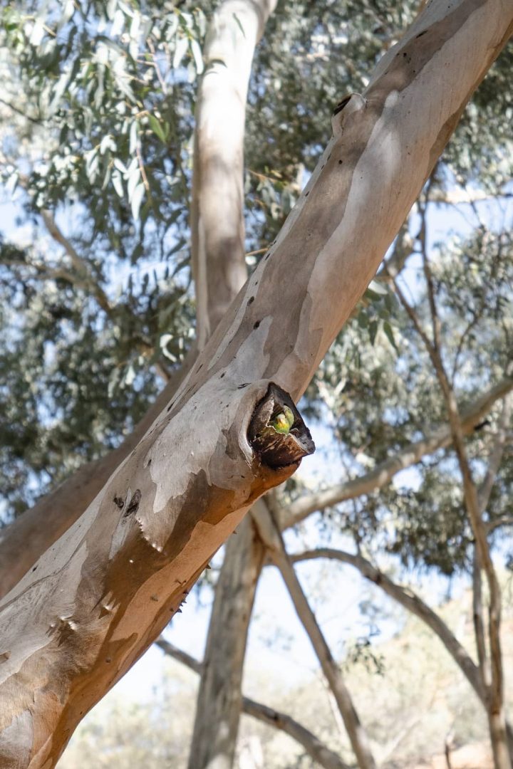 Two green budgerigars peek from a hollow in a smooth gum tree, spotted during a bushwalk along the red centre way. The birds blend into the muted colours of the bark and leaves.