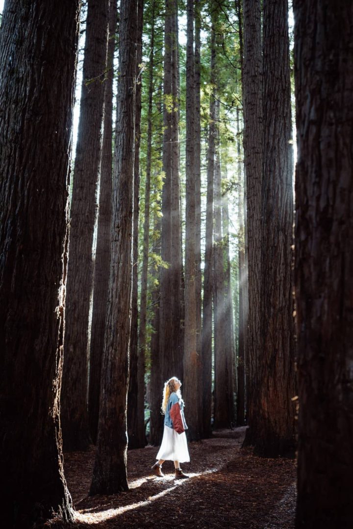 Woman in a skirt and boots stands in a forest of towering Californian redwoods in the Otways with sunlight streaming through the trees, a peaceful stop on a Melbourne to Perth road trip.