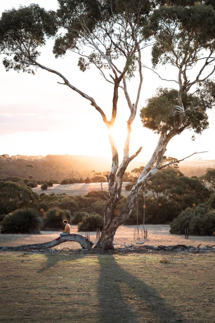Lone figure sitting on a curved gum tree at sunset with golden light across the paddocks, captured during a kangaroo island road trip 3 days.