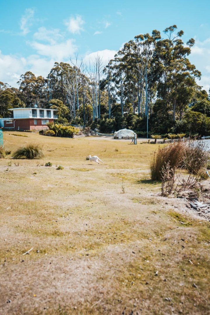 A rare white wallaby grazes on a grassy paddock near a home surrounded by tall gum trees, spotted during a 7 day Tasmania itinerary.