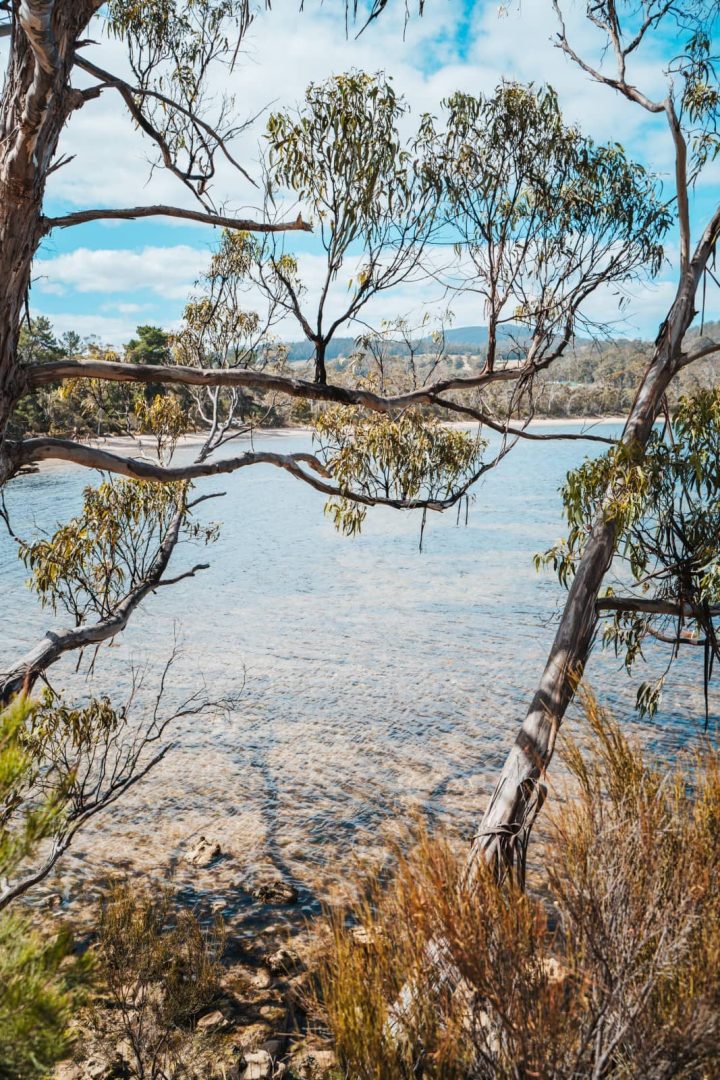 Clear water and a pebbled shoreline framed by gum trees on a sunny day during a Tasmania East Coast Road Trip.