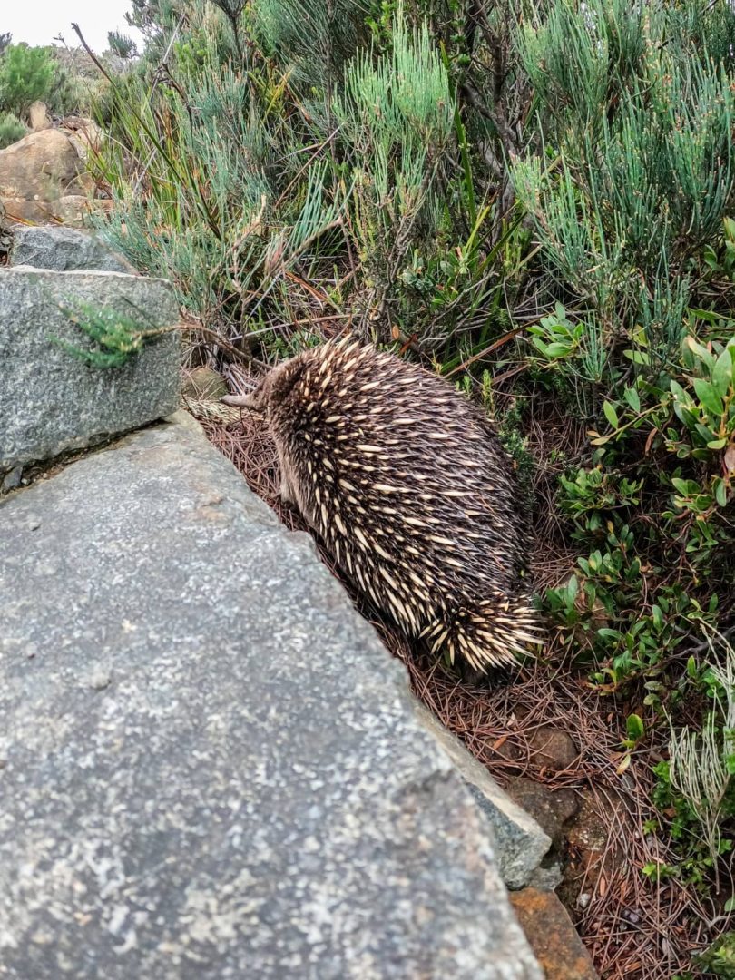 Close-up of an echidna walking beside a stone path through native Tasmanian bushland, a common wildlife sighting on a 7 day Tasmania itinerary.
