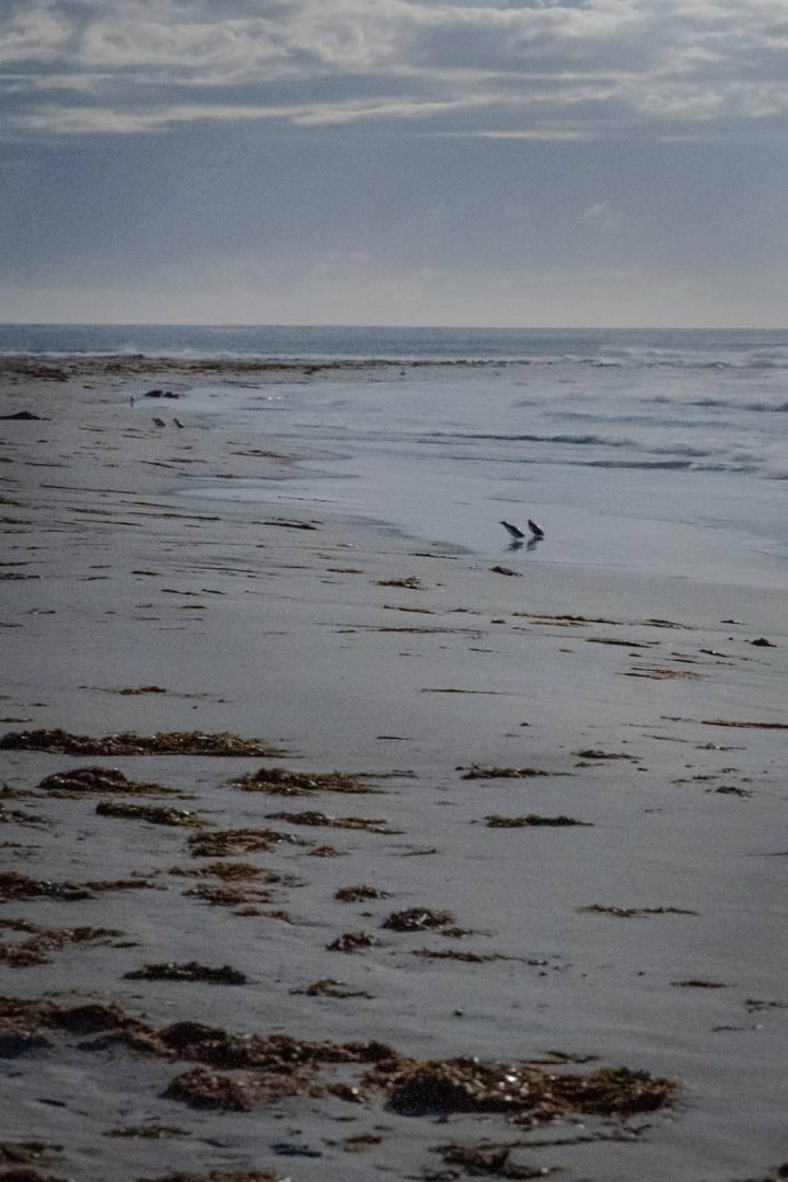 Two small penguins in Bicheno, running form the sea into the beach under cloudy skies, one of the most popular things to do on a 7 day Tasmania itinerary.