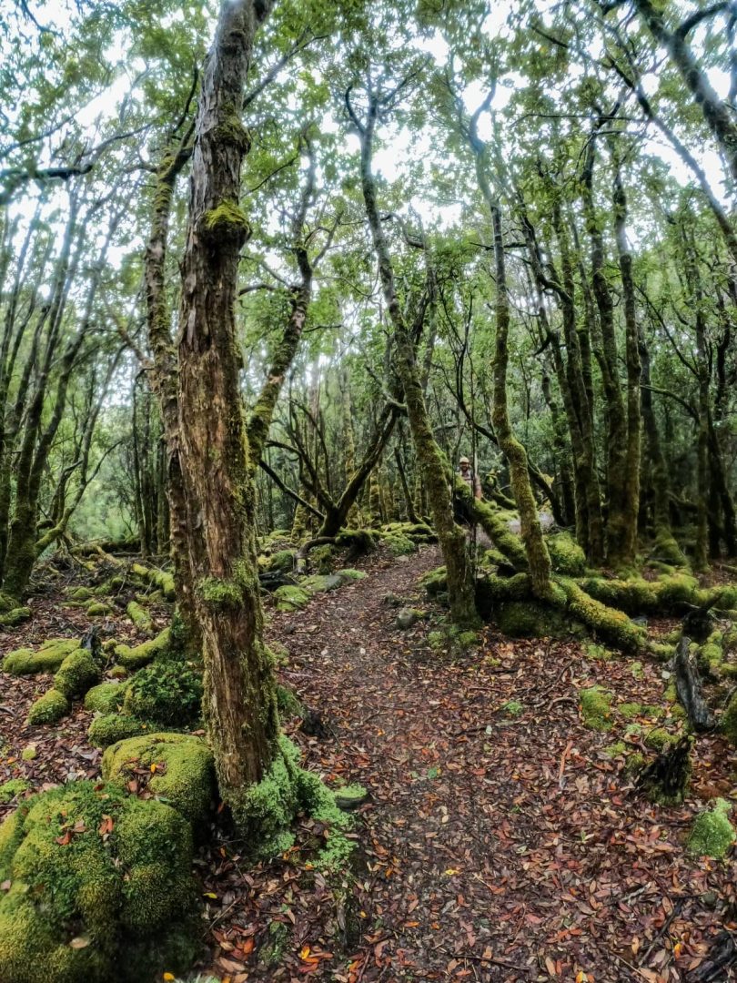 Moss-covered forest trail winding through thick green trees and leaf-littered ground, representing Tasmaniaโs lush wilderness on a 10 day road trip.