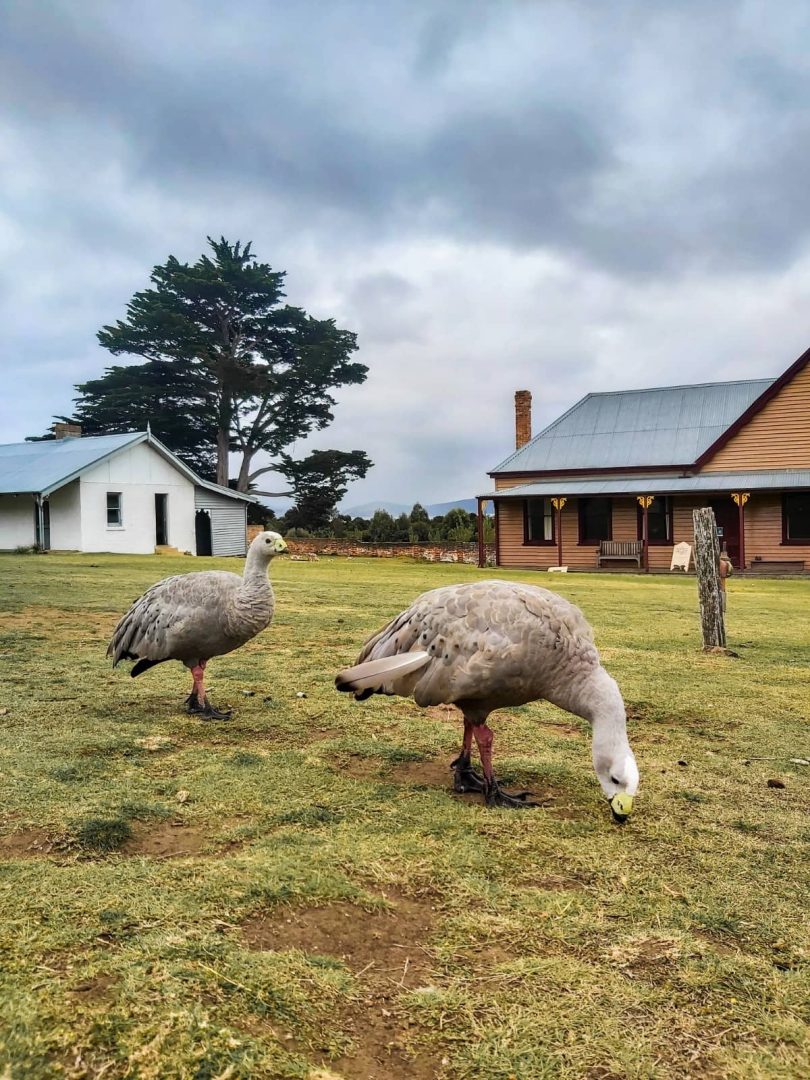 Two Cape Barren geese graze in front of a heritage homestead with weathered timber and iron roofing, seen during a Tasmania East Coast Road Trip.