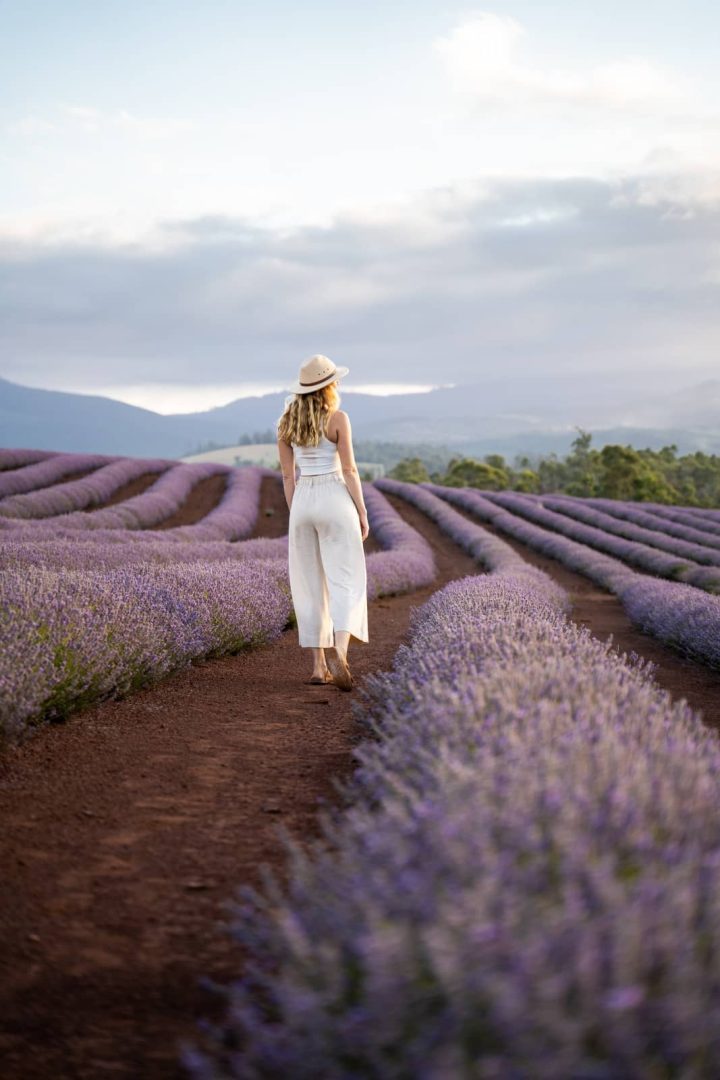 A woman walks through rows of blooming purple lavender at Bridestowe Lavender Estate, a photogenic stop on a 7 day Tasmania itinerary.
