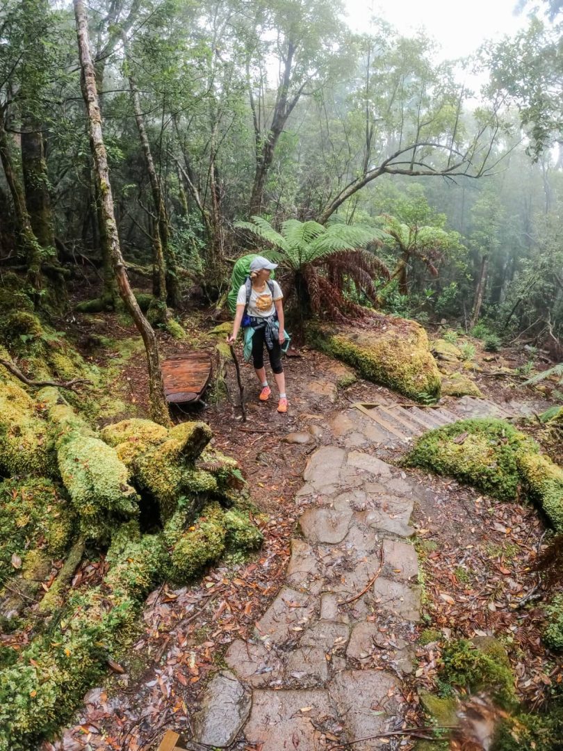 A hiker pauses on a misty, moss-covered forest path in Tasmania, trekking through ancient rainforest on the Three Capes Track for free.