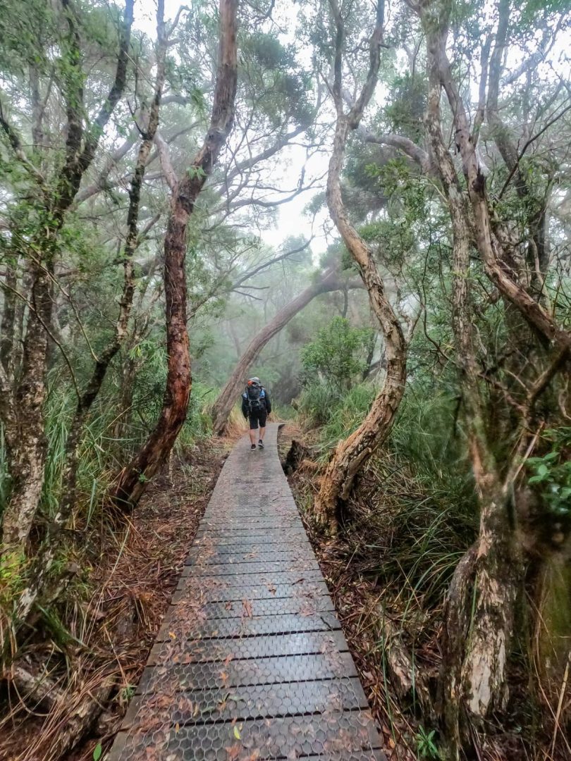 A hiker walks along a damp, misty boardwalk through dense, twisted bushland typical of the Three Capes Track for free in wet conditions.
