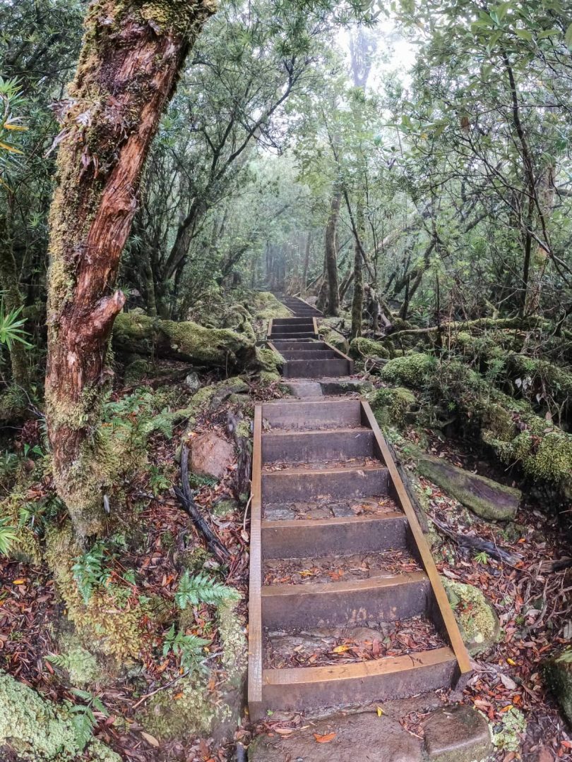 Wooden stairs ascend into a misty, moss-covered forest along the Three Capes Track for free, surrounded by lush Tasmanian rainforest.