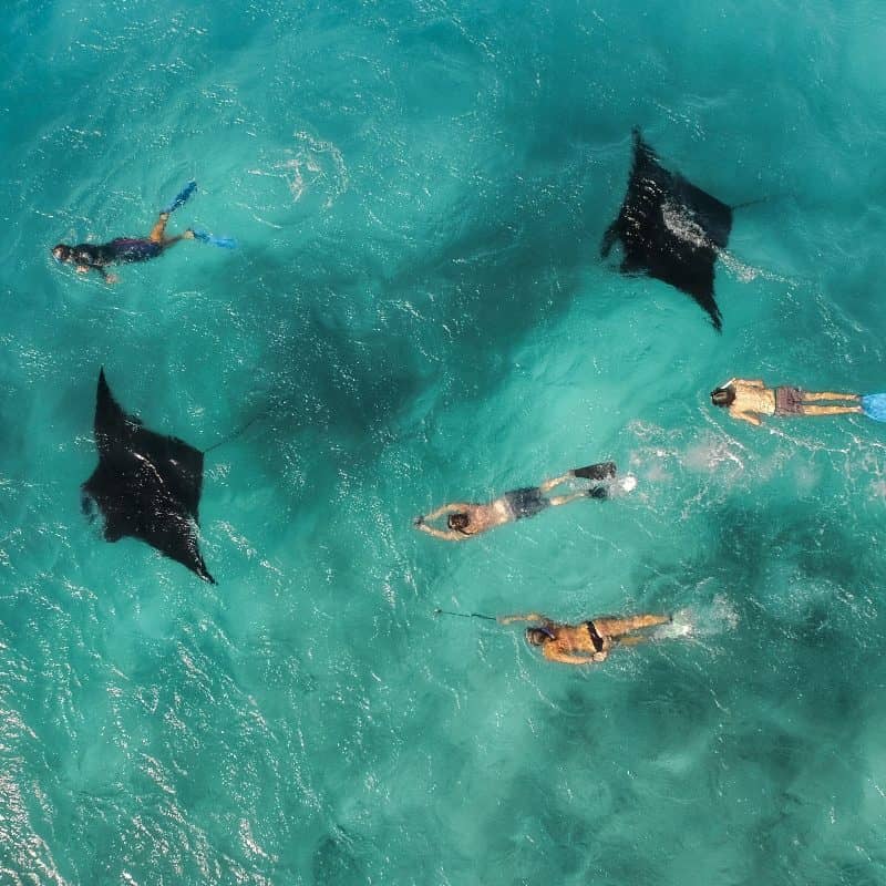 Swimming with Manta Rays on a Coral Bay Tour