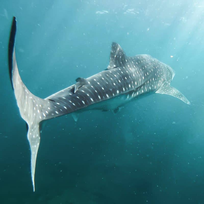 Whale shark in Exmouth Western Australia. Best tour to choose from. 