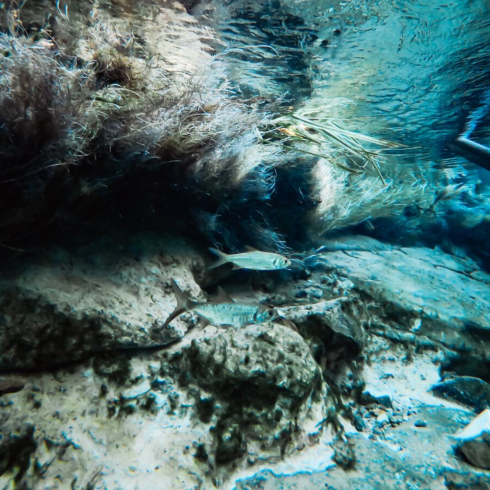 Two small fish swim through the clear water of Katherine Hot Springs above rocks and submerged plants. The underwater view shows just how clear the natural spring is.