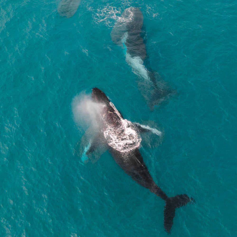 Humpback whales breaching in Exmouth, Western Australia