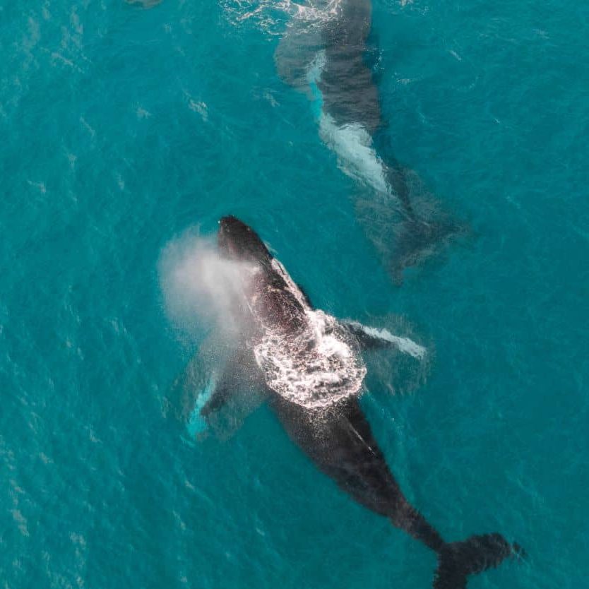 ningaloo coral bay tours