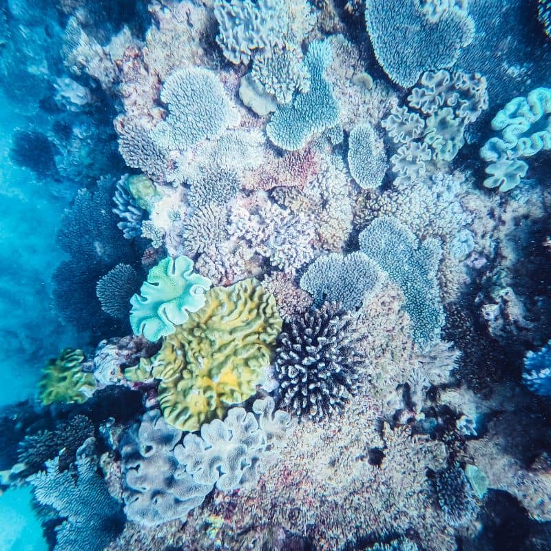 Muiron islands best snorkelling in Exmouth