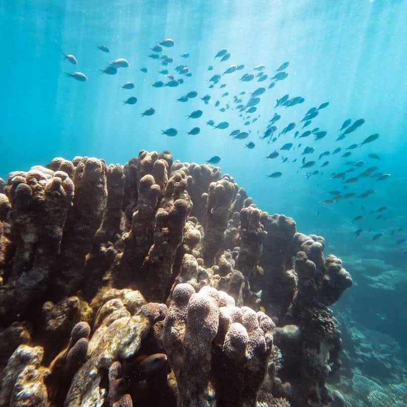 Oyster stacks snorkelling in Exmouth, WA