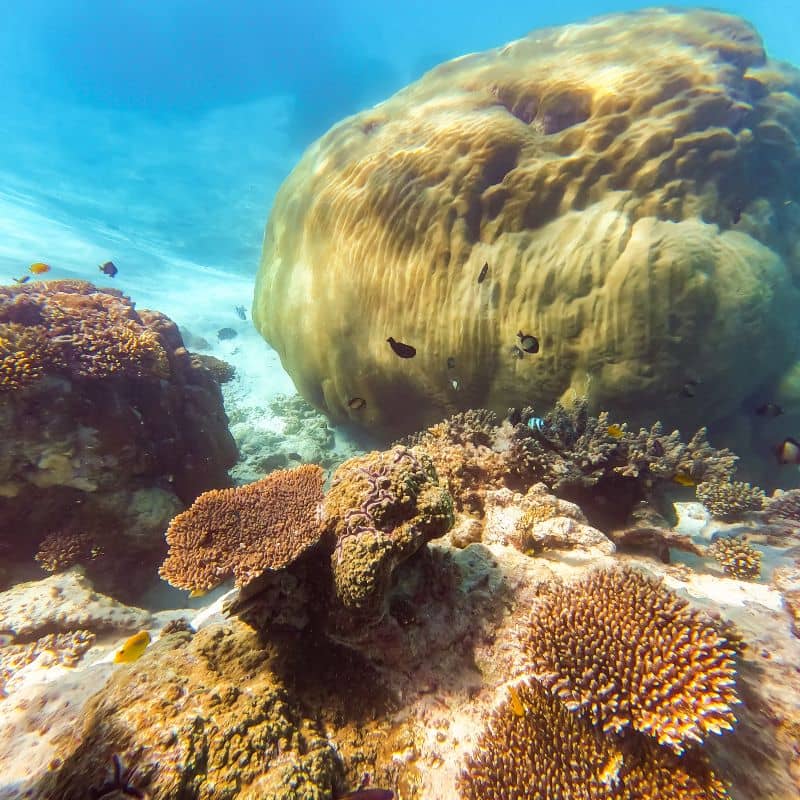 Amazing coral formations in the Ningaloo Reef. One of the best places to snorkel in Australia.