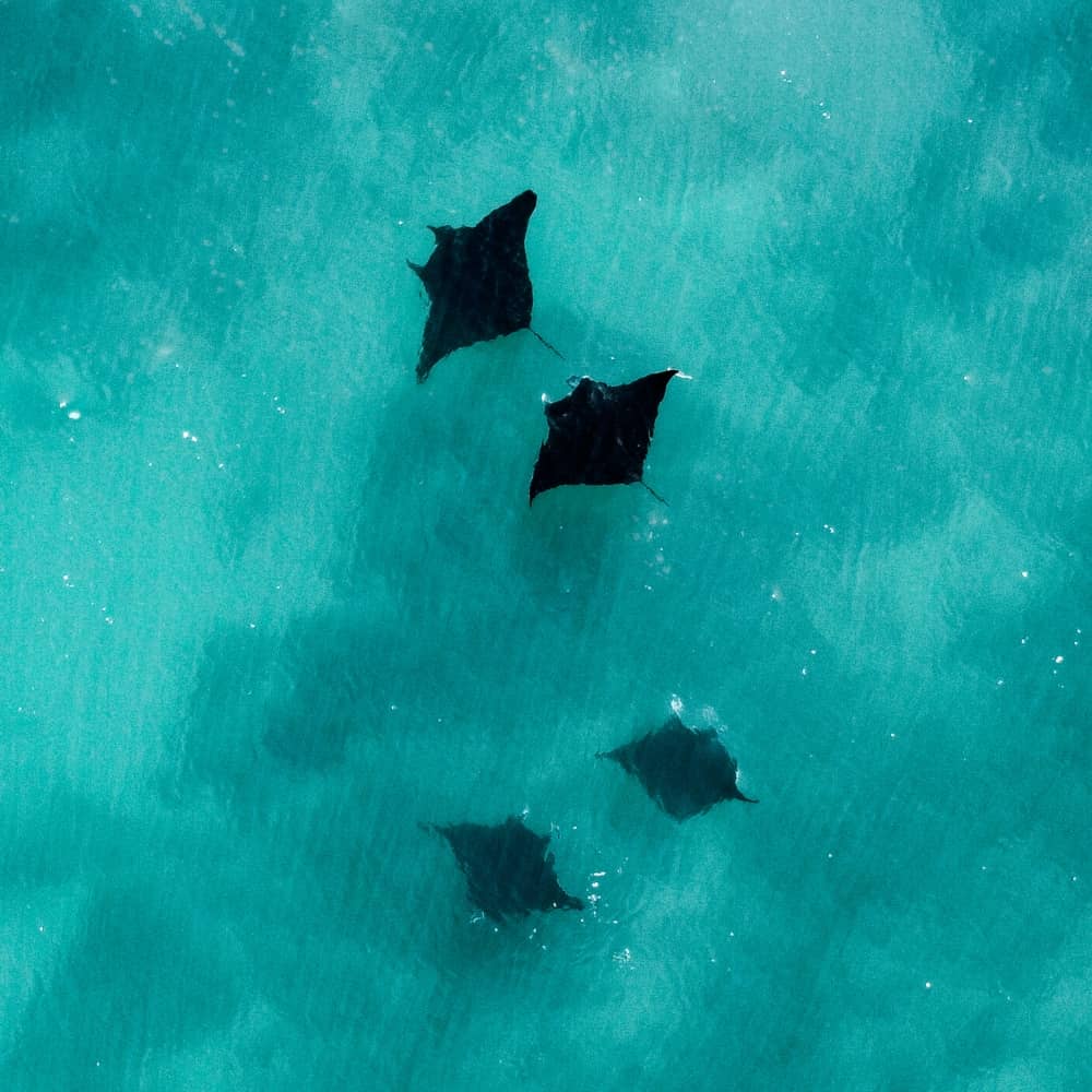 You can also see Manta Rays on our whaleshark tour in Exmouth, WA 