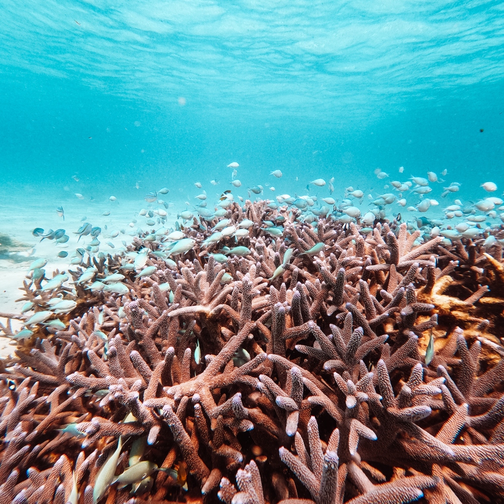 Coral Bay, Swim