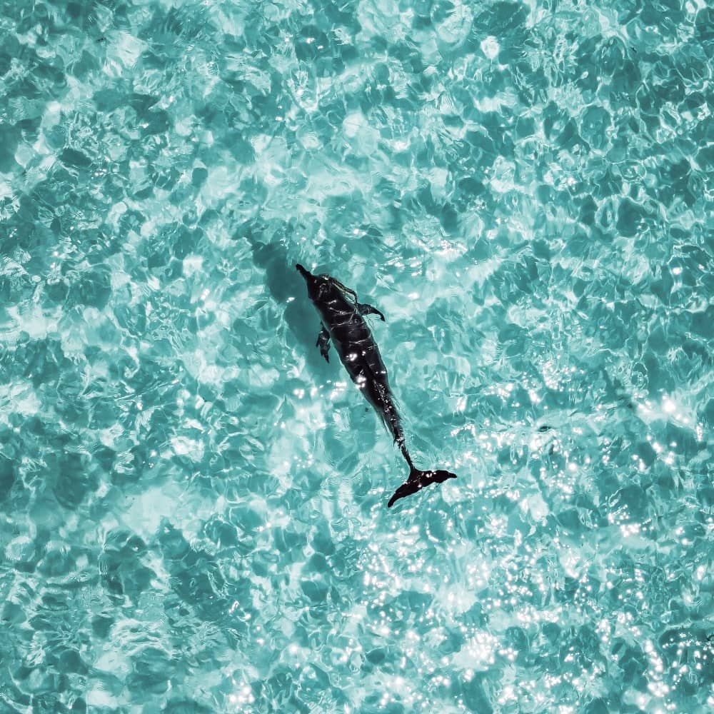 A dolphin swims in the water at Coral Bay on the Ningaloo Coast. The marine wildlife is one reason Coral Bay can be a worthwhile coastal addition to a Perth to Karijini road trip.