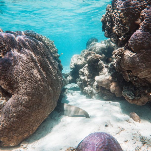 Ningaloo Reef Best Time To Visit, What To Do, And Much More