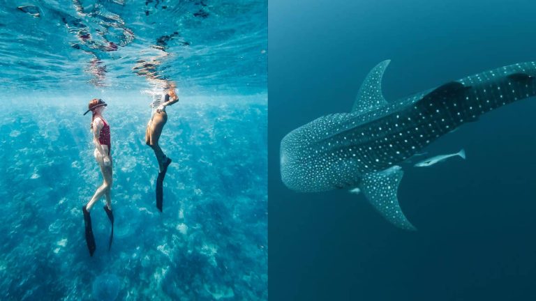 Top 5 Whale Shark Tours in Exmouth And Coral Bay | How To Pick The Right Tour For YOU, What To Expect, And More