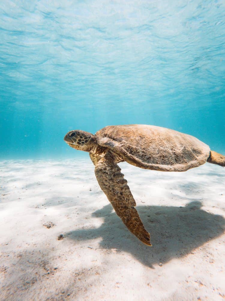 The best guide to finding turtles in Exmouth, Western Australia