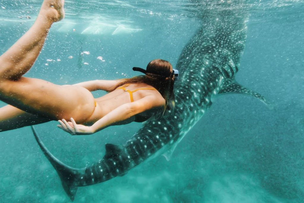 best whale shark tour in Exmouth, woman with yellow bikini underwater swimming with a whale shark in exmouth, western australia, ningaloo reef