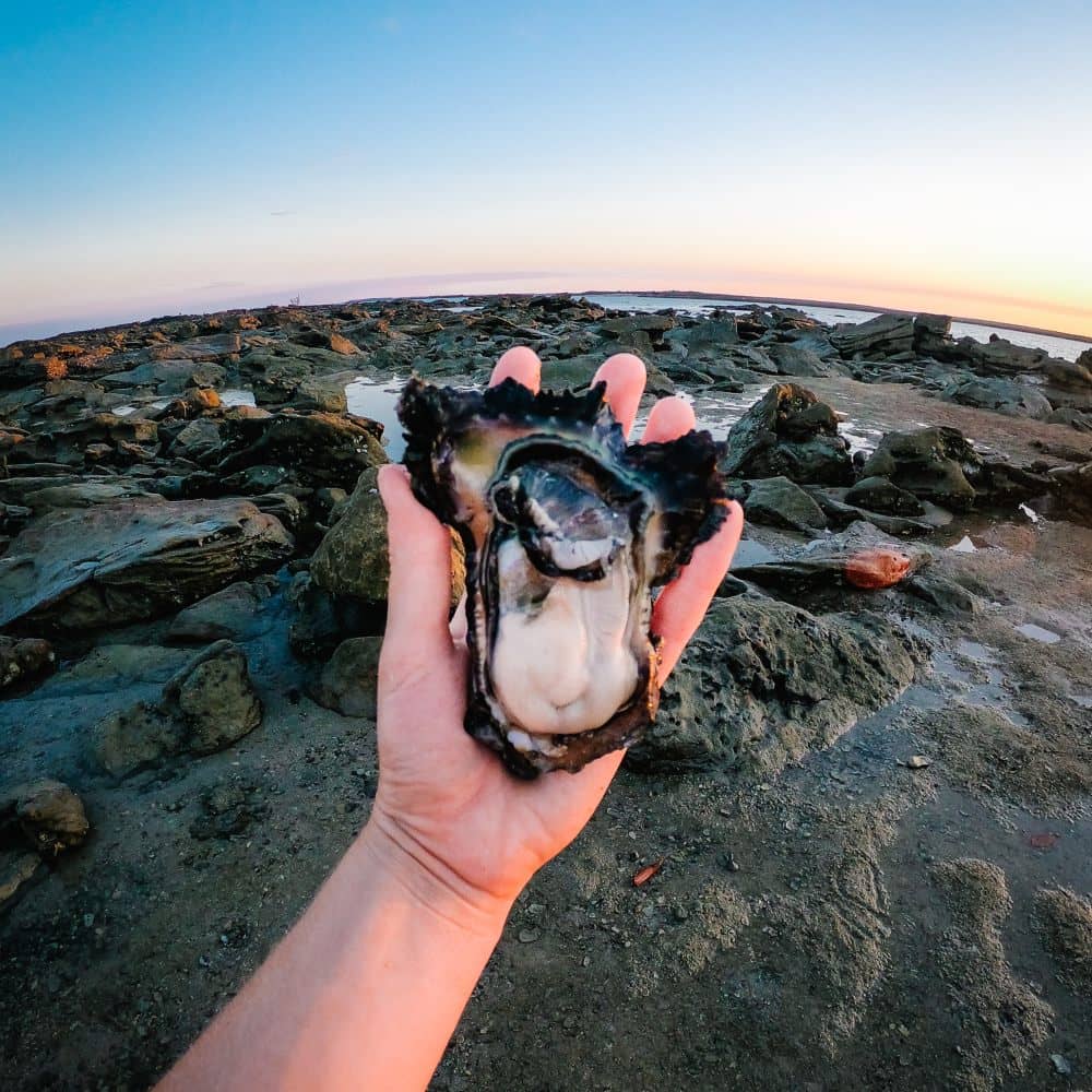 Oysters at Cygnet Bay. A great tour in Broome Western Australia