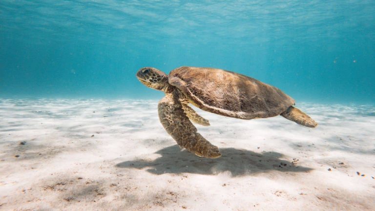 Where to find turtles in Exmouth, Western Australia