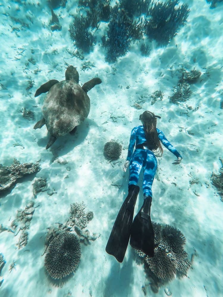 Swimming with turtles on the Ningaloo Reef, Western Australia. Young lady in free diving gear next to turtle.