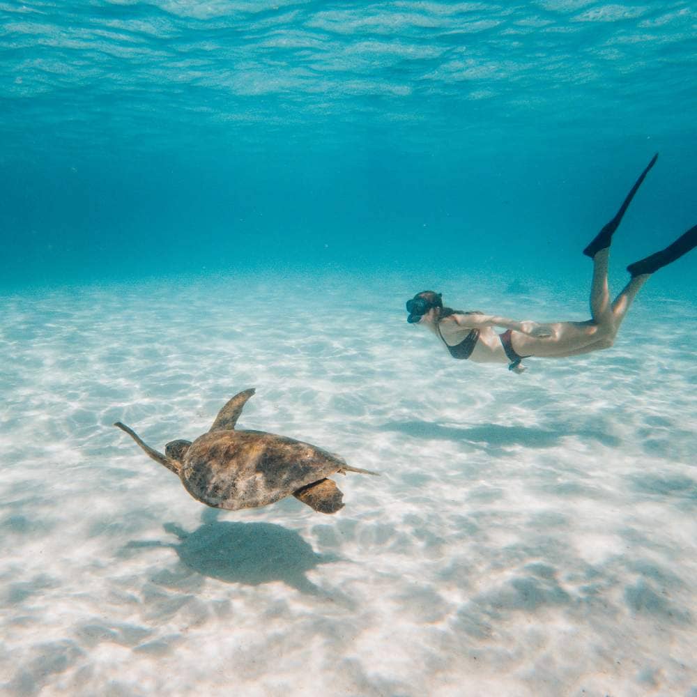 Beck of Salt and Charcoal in clear waters off Exmouth, Western Australia, encounters a sea turtle gliding over the sandy ocean floor.