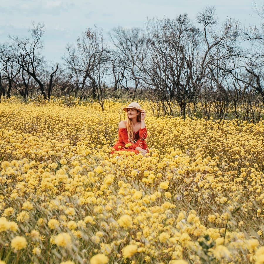 This image has an empty alt attribute; its file name is Kalbarri-Kalbarri-National-Park-Wildflowers-Roadside-Everlastings-DSC06620-4-1.jpg