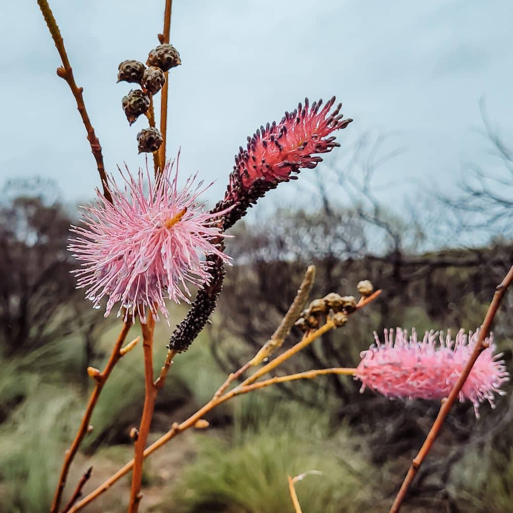 Pink wildflowers blooming along a rocky trail in Kalbarri, Western Australia.