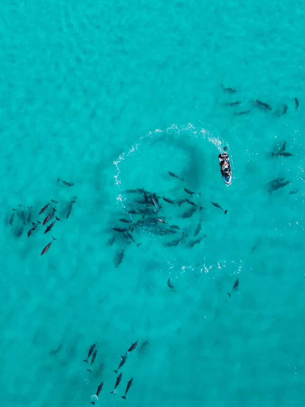 Group of dolphins swimming in the waters of Twilight Beach, in Esperance (WA). They're playing with a jet ski driver