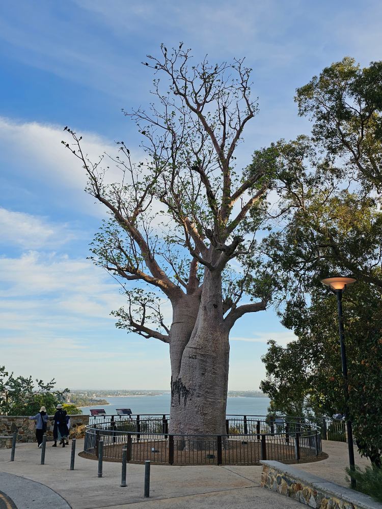 Giant Boab Tree over looking Perth City at Kings Park Botanical Gardens. Great thing to do and see at Kings Park, Perth, Western Australia